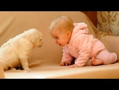 Dogs and Babies Collied – Funny Babies Videos