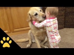 Cute Dogs Adorable Babies Compilation – Funny kids Videos