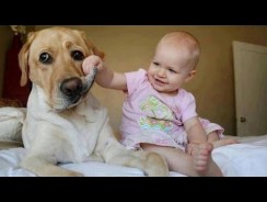 Funny babies annoying dogs – Funny Babies Videos